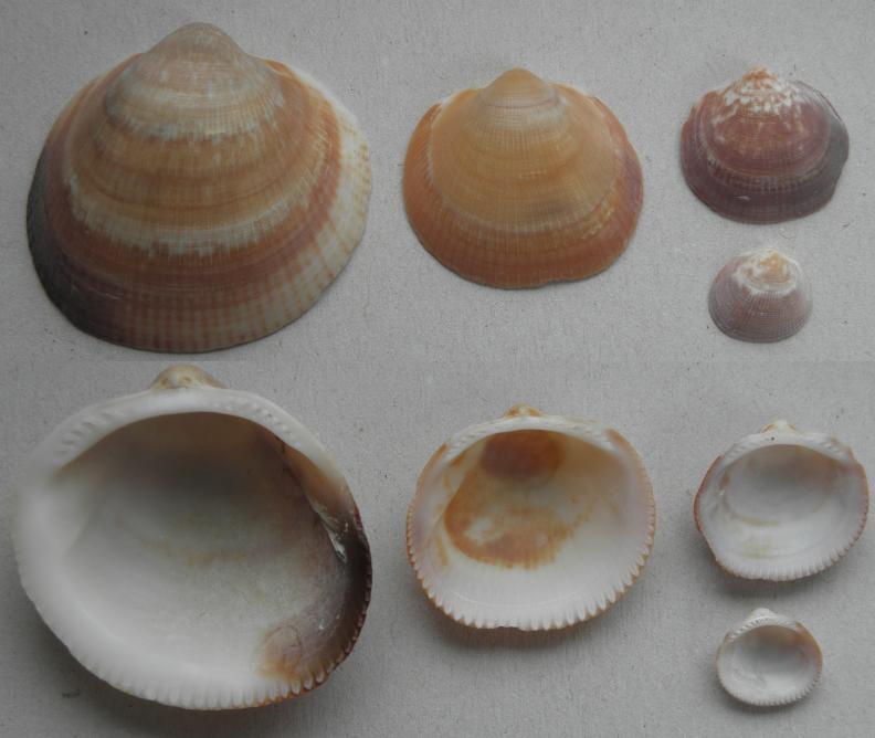 Glycymeris insubrica?